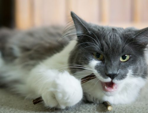 Which Pet Products Are Actually Dangerous? A Vet’s Guide to Collars, Toys, and Chews