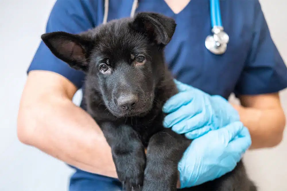 Veterinary team providing emergency life-saving treatment to a critically ill pet at an animal hospital