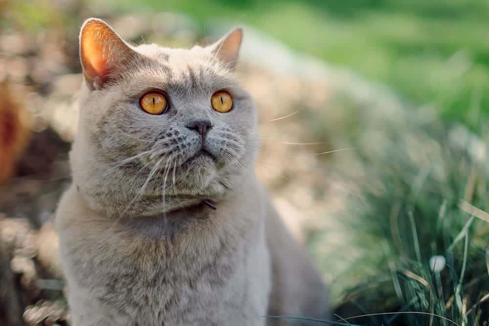 Close-up of a cream-colored cat with bright amber eyes sitting outdoors, looking attentively into the distance. The background is softly blurred with green grass and natural light.