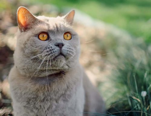 Should You Be Worried If Your Vet Finds Enlarged Lymph Nodes in Your Pet?