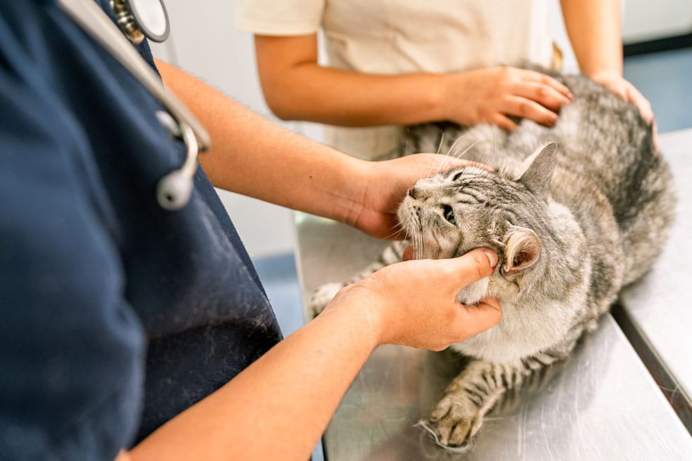 Veterinarian and assistant checking a tabby cat on a stainless steel exam table.