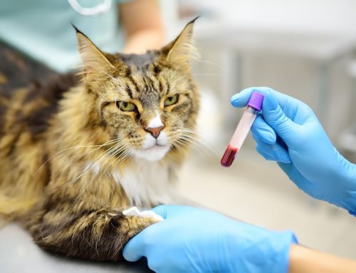 What Are the Early Signs of Auto-Immune Blood Disease in Pets?