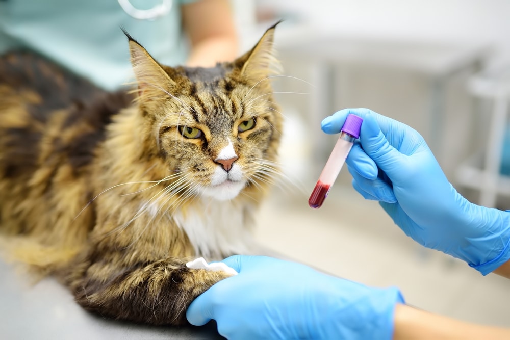 Veterinarian performing a blood test on a cat during diagnostic evaluation at a veterinary clinic