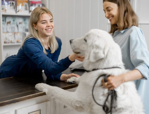 What Does My Pet’s Body Condition Score Actually Mean for Their Health?