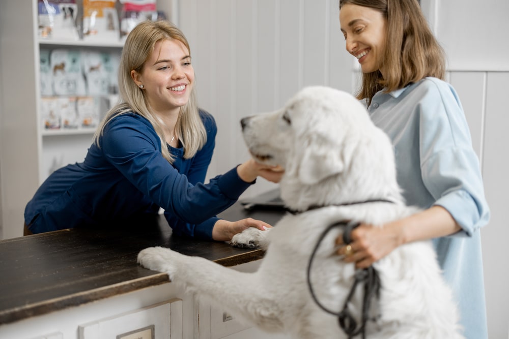 Veterinarian consulting with a dog owner while examining their dog during a veterinary visit.