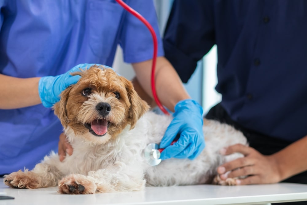 Veterinarian using a stethoscope to examine a dog's heart and lungs during a routine checkup.